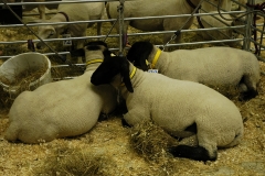 Bild 8 2007
