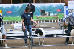 Best in Show