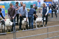 Bästa Suffolk 15057 från Mattias Rickardsson, Bäckgården som blev Best in Show
