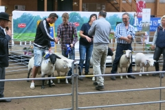 Bästa Suffolk 15057 från Mattias Rickardsson, Bäckgården som blev Best in Show3