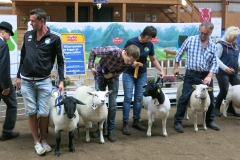 Bästa Suffolk 15057 från Mattias Rickardsson, Bäckgården som blev Best in Show