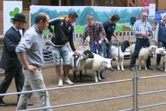 Bästa Suffolk 15057 från Mattias Rickardsson, Bäckgården som blev Best in Show