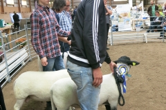 Bästa Suffolk 15057 från Mattias Rickardsson, Bäckgården som blev Best in Show