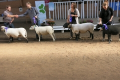 Bäst in Show