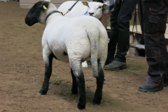 Helgöslamm