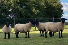 109753466_10157614925436033_2861763812521089991_n