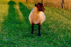 116789361_10157645749926033_452966431796758477_n