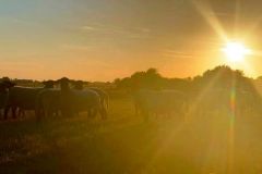 117089986_10157645709786033_5845921756434894039_n