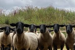 118226277_10157707196266033_6501992484027544944_o