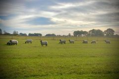 120764137_10157812678601033_2407289819231250525_o