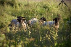 82651312_10157504029441033_8405940158177234269_n