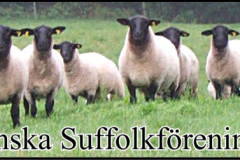 Svenska_Suffolk-2023-04-18