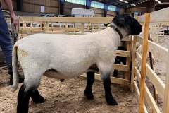 Väntar på att bli bedömd